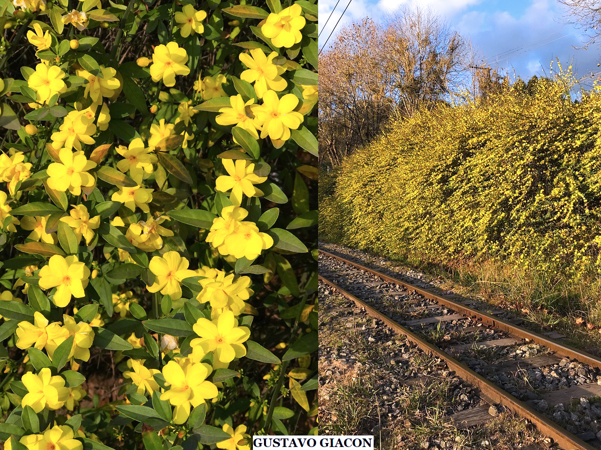 Jasmim Amarelo Trepando em Arcos de Ferro: Um Portal de Boas-Vindas Florido - ideia