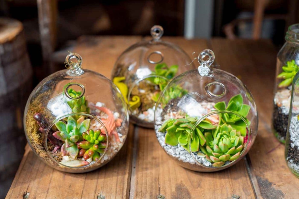 Terrários de Suculentas com Areias Coloridas: Camadas de Beleza - ideia