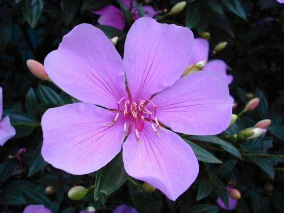 Manacá-da-Serra Iluminado: Destaque Noturno para Suas Flores - ideia