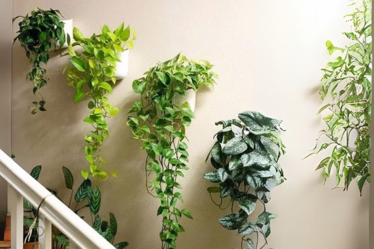 Jiboias Pendentes: Cascata de Folhas Exuberantes - ideia