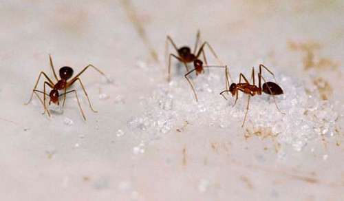 Vinagre e Cravo-da-Índia: Uma Dupla Imbatível - ideia