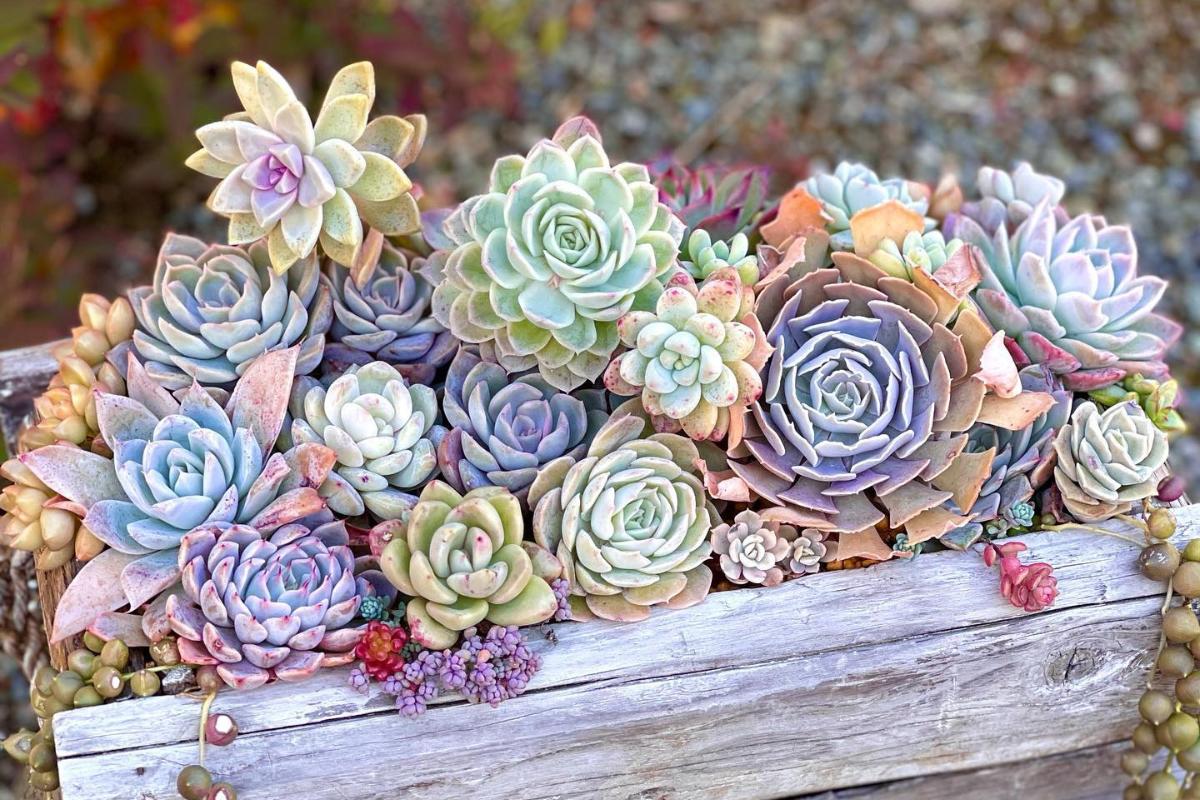 Composição de Suculentas em Troncos de Madeira: Rusticidade e Elegância - ideia