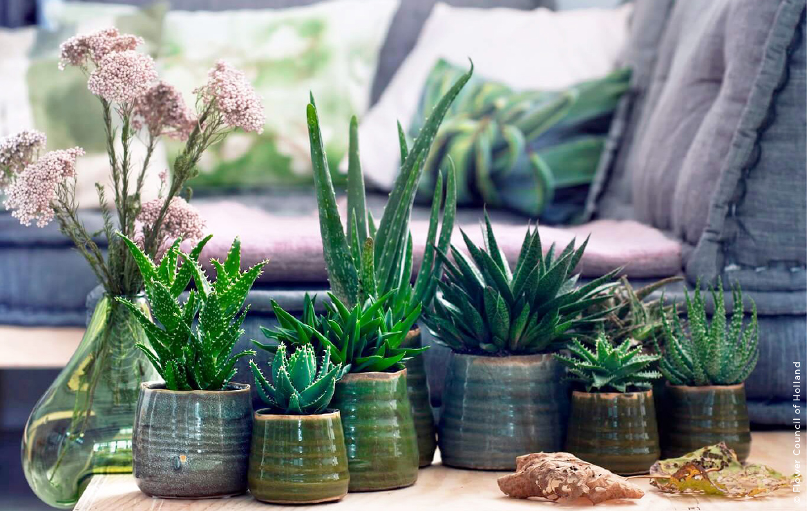 Vasos com Suculentas: Praticidade e Beleza Duradoura - inspiração