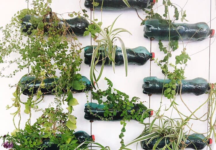Mini Horta em Garrafas PET: Reciclagem Criativa e Sustentável - detalhe
