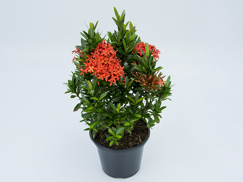 Toque Exótico: Ixora em Vasos Suspensos Macramê - inspiração