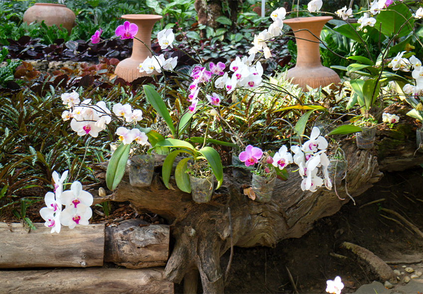 Mini Selva Urbana: Orquídeas e Bromélias em Troncos e Galhos - ideia