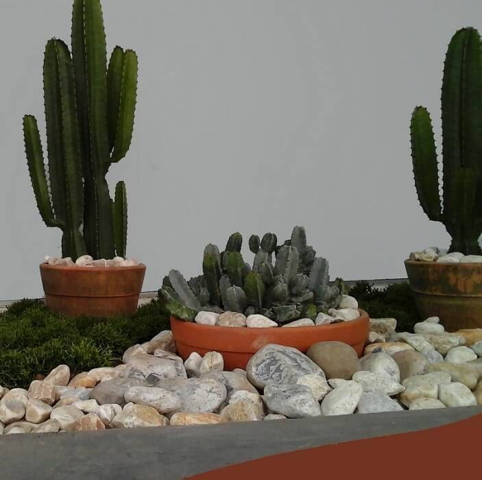 Cactos e Pedras Decorativas: Deserto Aconchegante - detalhe