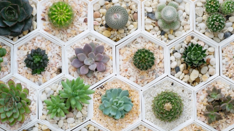 Jardim de Pedras Zen: Cactos e Suculentas em Equilíbrio - ideia