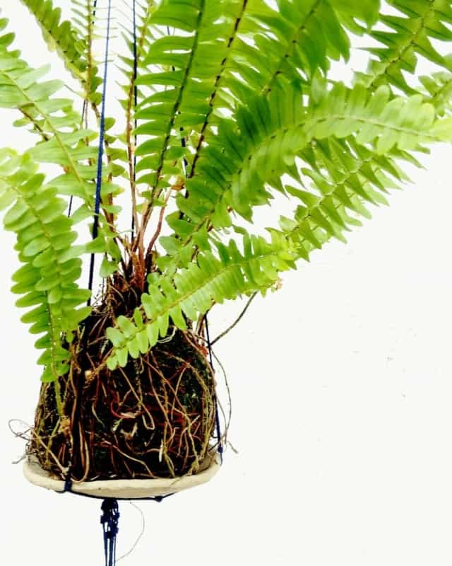 Samambaias em Kokedamas: A Arte Japonesa Elevando a Beleza Natural - inspiração