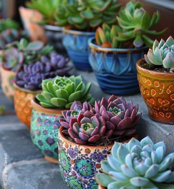 Vasos com Suculentas: Praticidade e Beleza Duradoura - detalhe