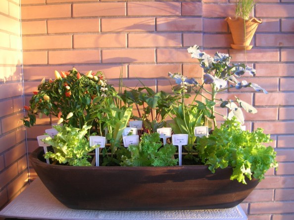 Com mini horta: temperos frescos sempre à mão - detalhe