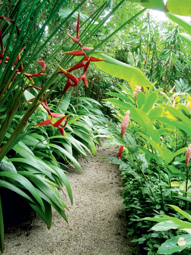 Jardim Tropical com Heliconias e Folhagens Exuberantes - inspiração