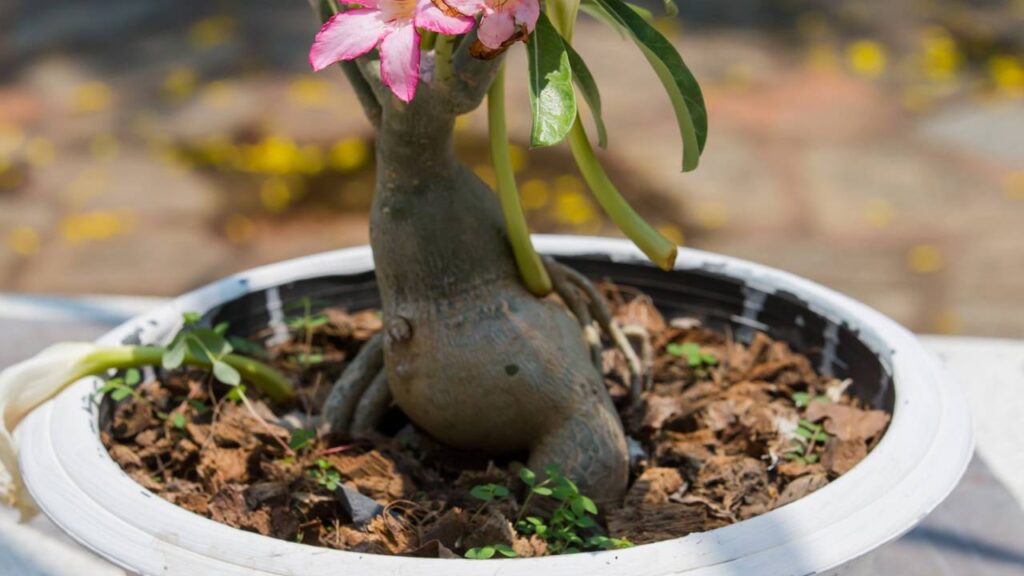 Em Terrários Fechados: Microclima Ideal e Charme Único - ideia