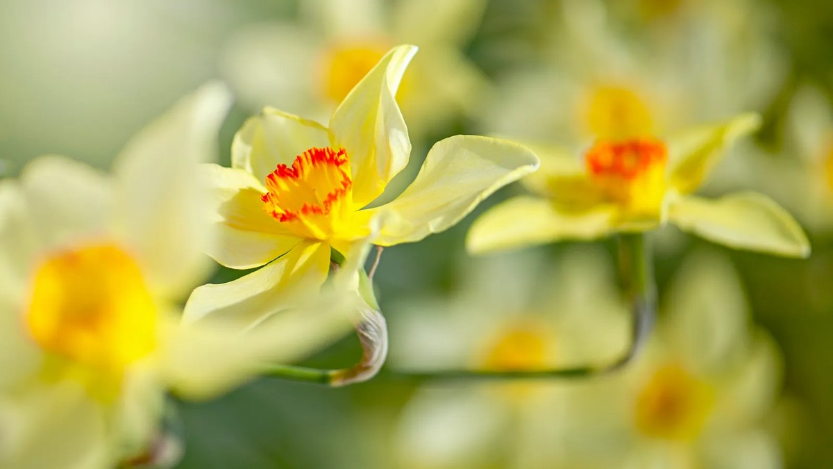 Luz e Cor: Canteiros Iluminados com Flores Amarelas - ideia
