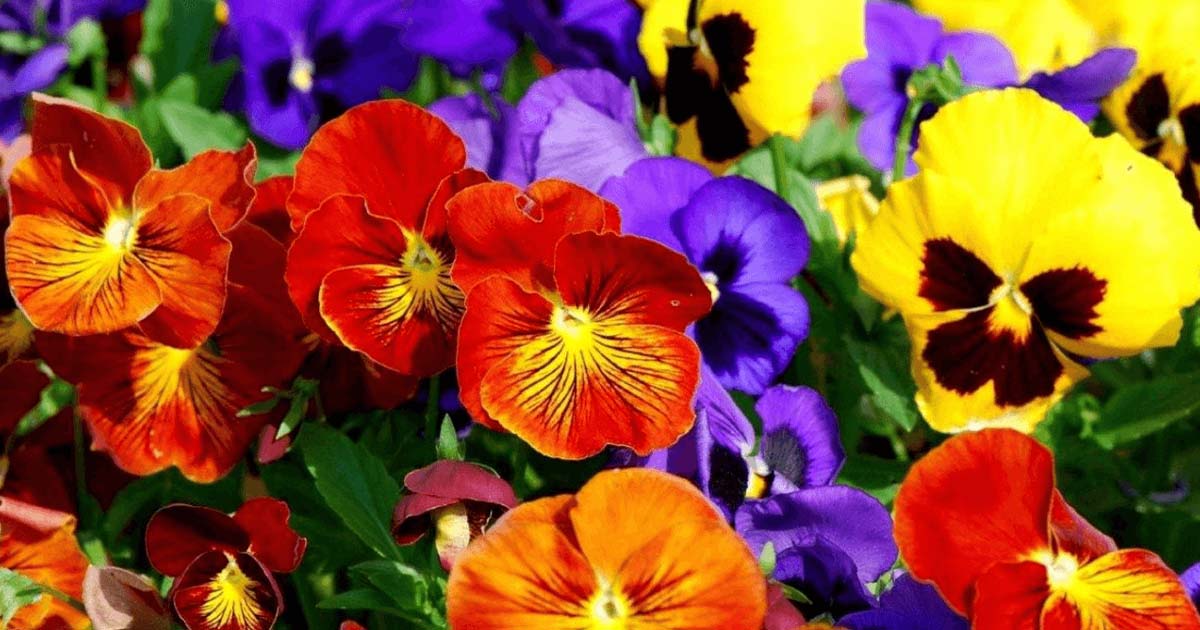 Varandas e Sacadas Transformadas com Cores Quentes: Outono Vibrante - detalhe