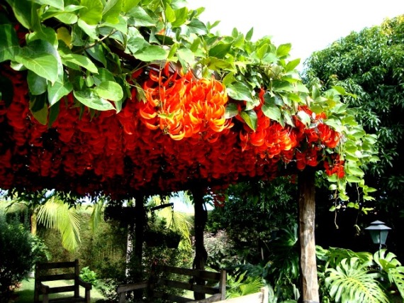 Combinação Exuberante de Trepadeiras em Diferentes Texturas - ideia