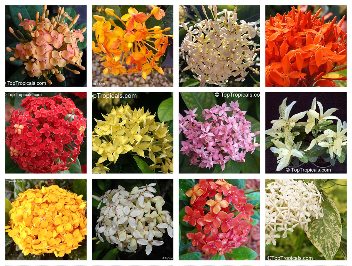 Festival de Cores: Ixora em Maciços Floridos - inspiração