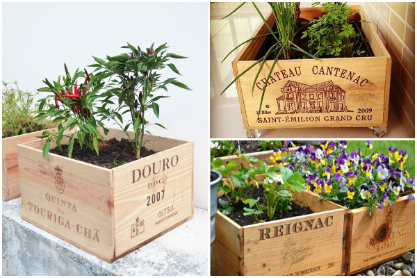 Jardim de Suculentas em Caixas de Vinho: Reuso Criativo - inspiração