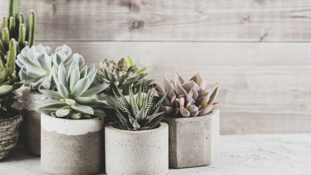 Babosa Suspensa: Beleza e Bem-Estar Aéreo - detalhe