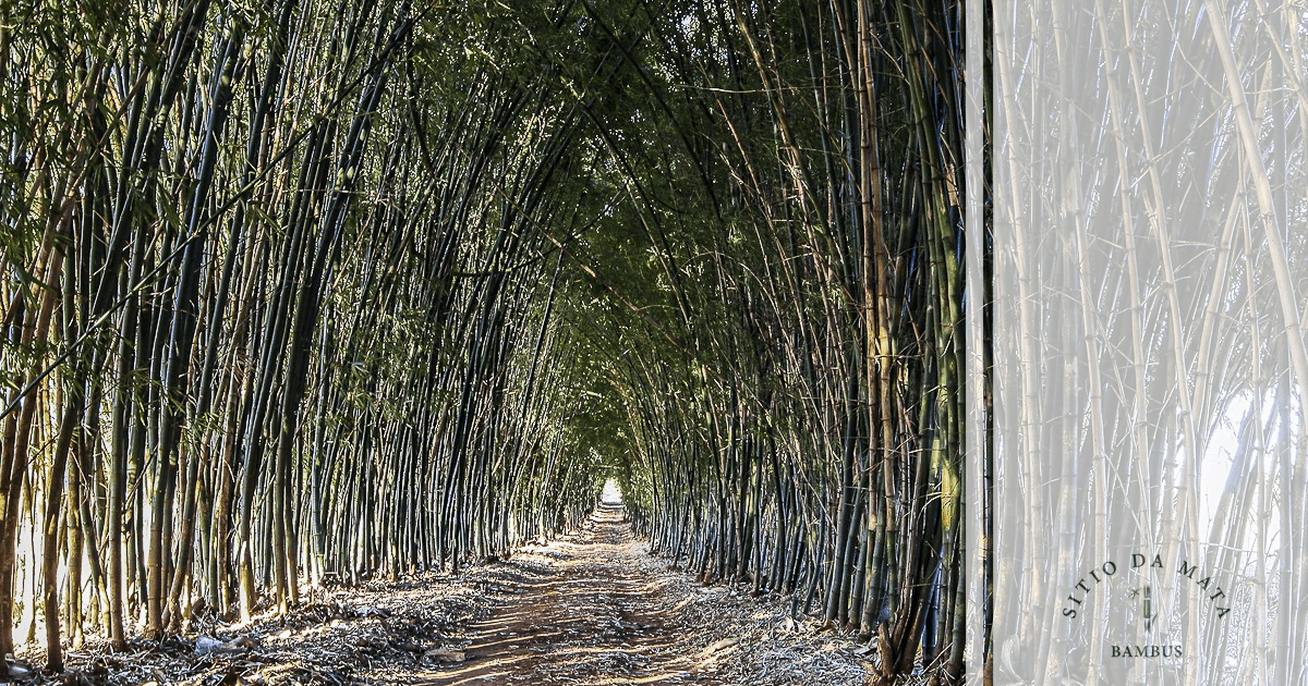 Cerca Viva Exuberante: Bambu, Privacidade Instantânea com um Toque Zen - inspiração