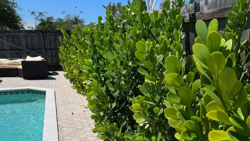 Cerca Viva Tropical: Clúsia, a Beleza Rústica que Dispensa Cuidados - detalhe