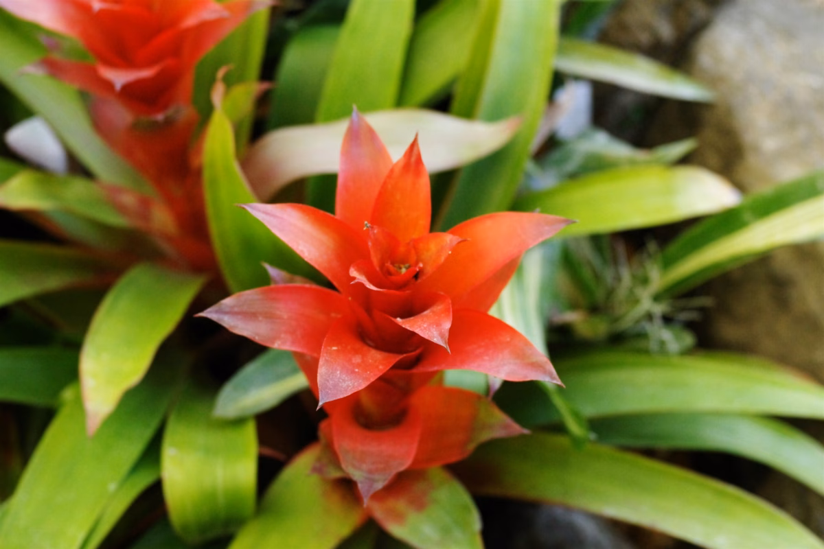 Bromélias em Vasos de Cerâmica Pintados à Mão: Um Toque Artístico no Seu Jardim - detalhe