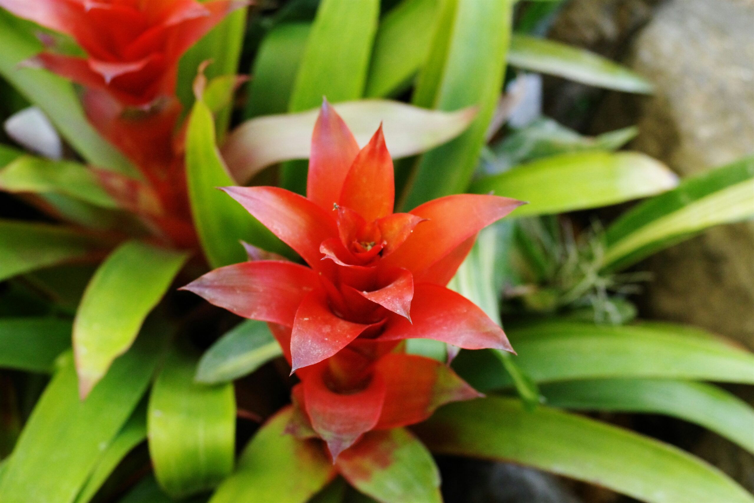 Bromélias em Terrários Fechados: Mini Ecossistemas Tropicais - detalhe