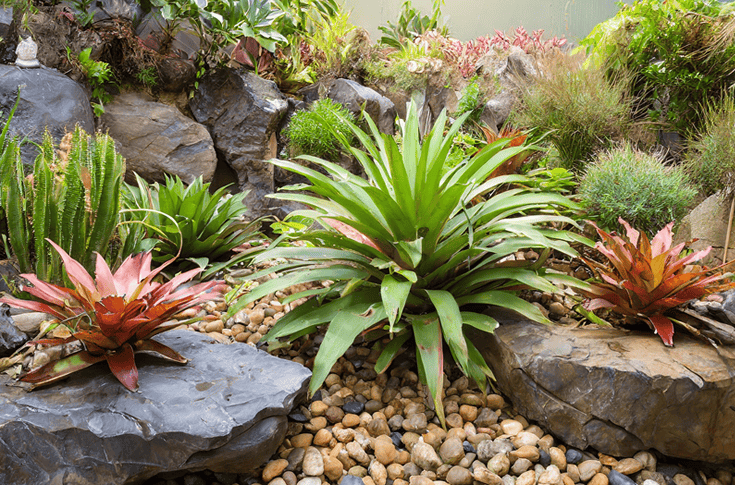 Bromélias Combinadas com Pedras Decorativas: Minimalismo Zen - ideia