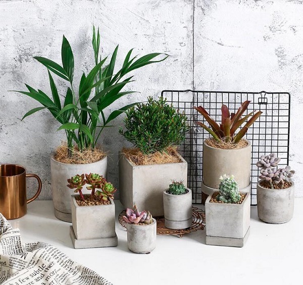 Suculentas em Vasos de Cimento: Um Toque Industrial e Moderno - detalhe