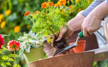 Bordas Delimitadas com Flores de Inverno - ideia