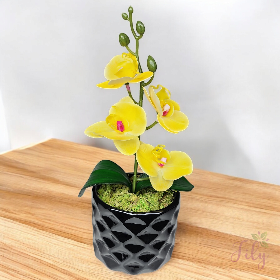 Mini Orquídeas em Vasos de Cerâmica Colorida: Detalhes Vibrantes - ideia