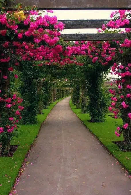 Pergolado Tropical Vibrante: Explosão de Cores com Bougainville - ideia