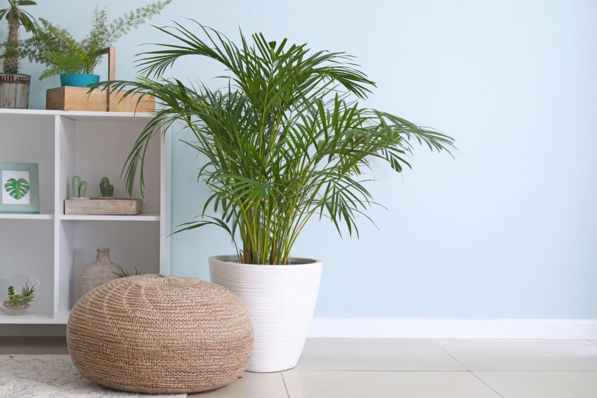 Decoração com plantas: como fazer ...
