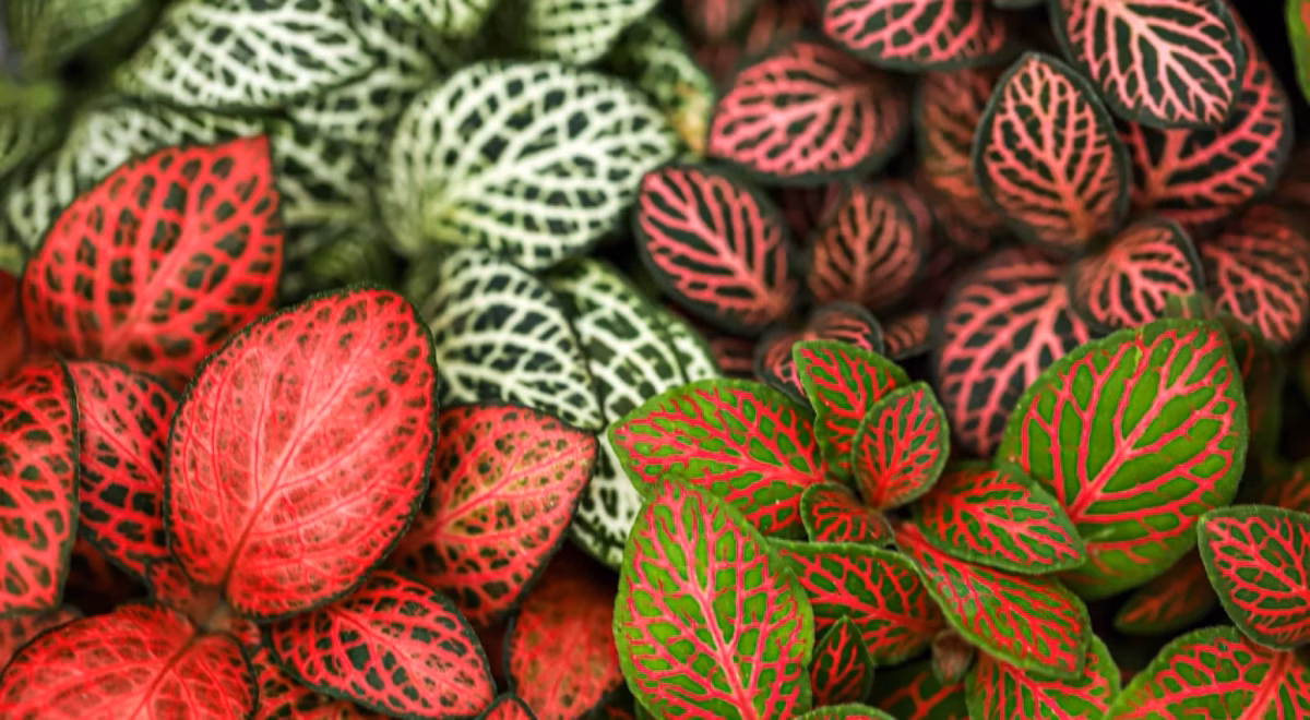 Fitônia Vibrante em Composições com Pedras Ornamentais - inspiração