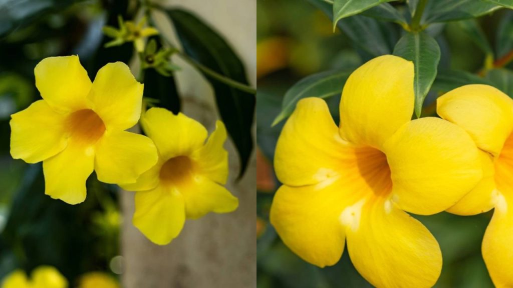 Muro Vibrante de Alamanda com Toque Tropical - inspiração
