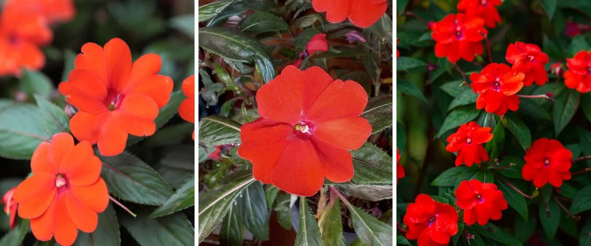 Toque Romântico: Cravinas Perfumadas em Jardins de Conto de Fadas - detalhe