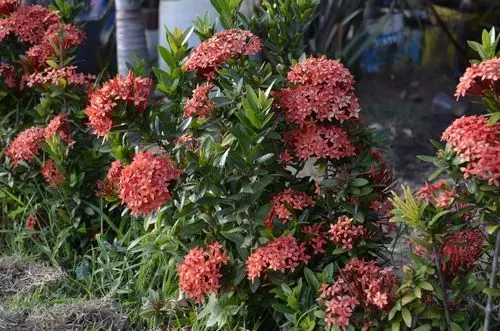 Cascata de Cores: Ixora em Jardins Verticais - ideia