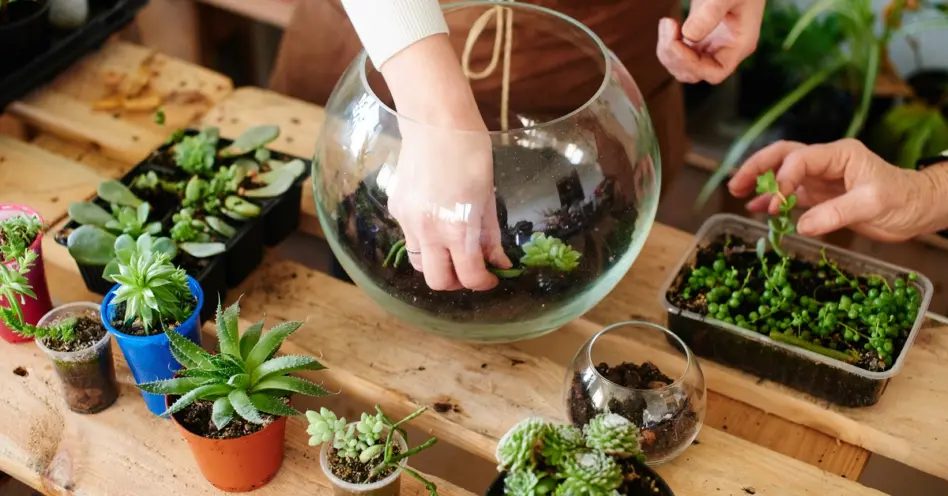 Jardins em Terrários Geométricos: Micro-ecossistemas Encantadores - inspiração