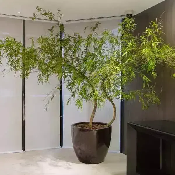 Bambu Mossô em Vasos Elegantes: A Escultura Natural para Interiores - detalhe