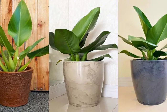 A Elegância do Pacová Iluminando Cantos Escuros - ideia