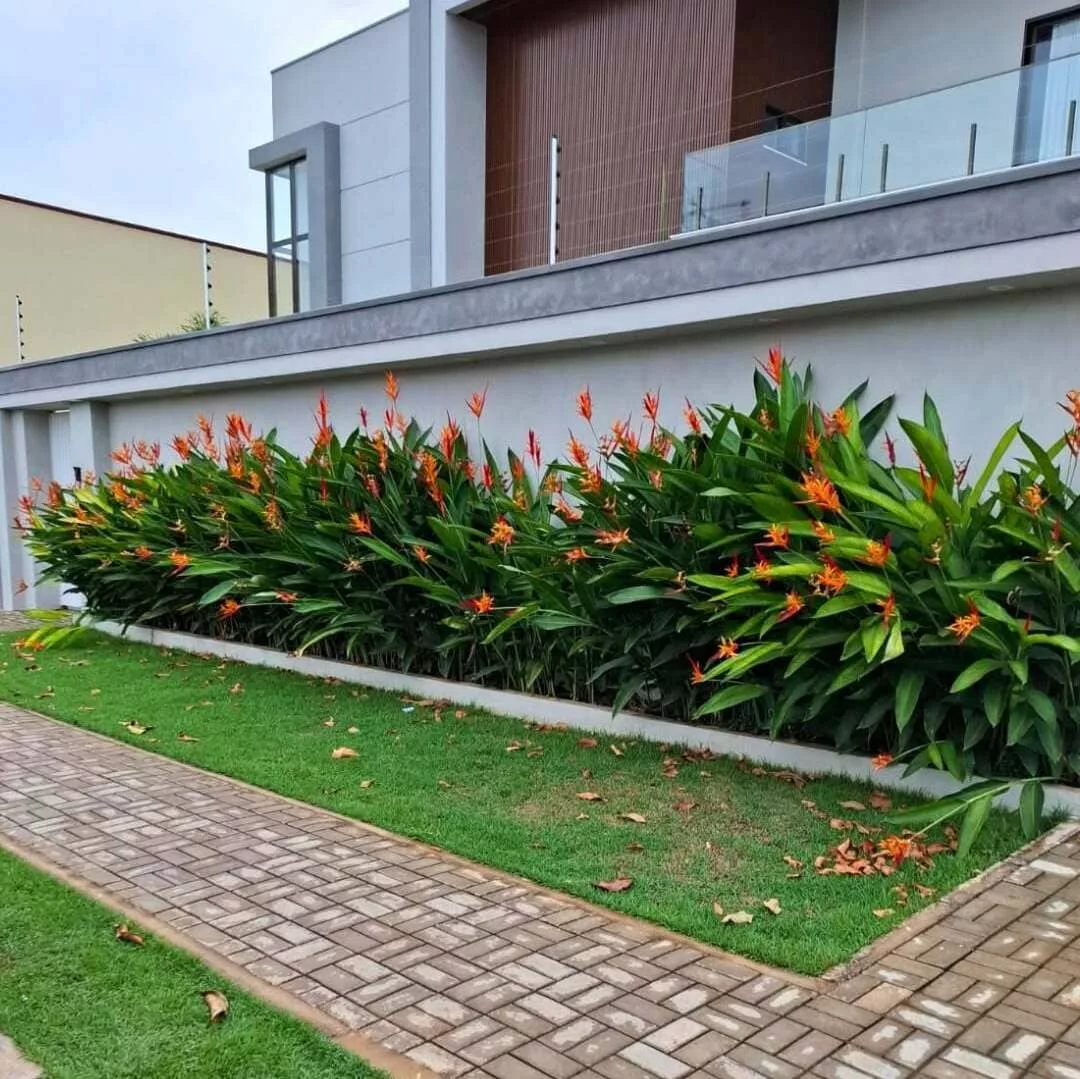 Jardim Tropical com Heliconias e Folhagens Exuberantes - ideia