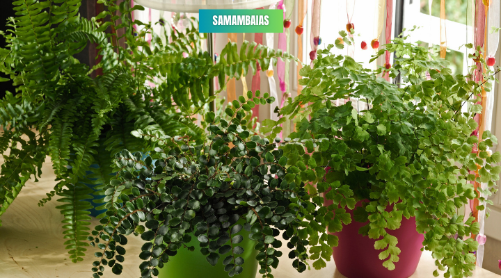 Parede Verde Texturizada com Samambaias e Musgos - ideia