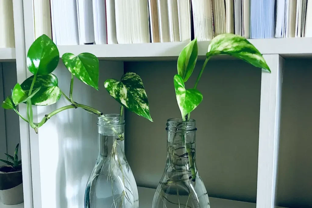 Jiboias em Prateleiras Flutuantes: Elegância Suspensa - inspiração