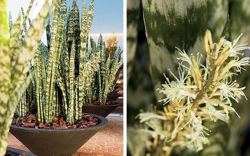 Cantinho Relaxante com Espada-de-São-Jorge em Vasos de Cerâmica Artesanal - ideia