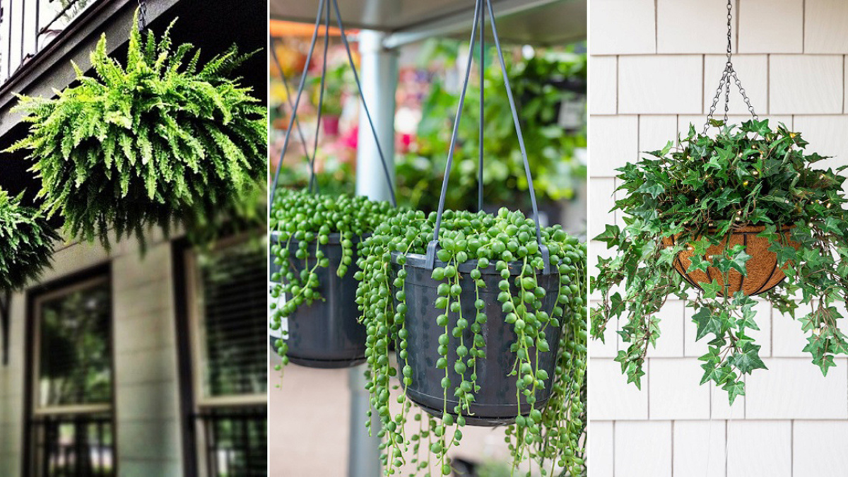Plantas Pendentes em Cachepots de Cerâmica Colorida: Alegria e Personalidade em Cada Detalhe - ideia