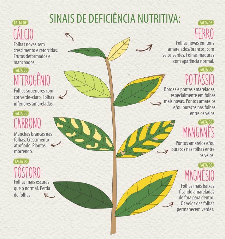 Com Adubo NPK Granulado: Força e Vigor para Plantas Exigentes - ideia