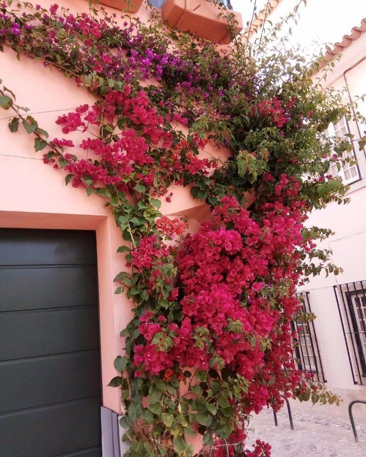 Muro com Treliças e Trepadeiras Perfumadas: Um Jardim Vertical Romântico - inspiração