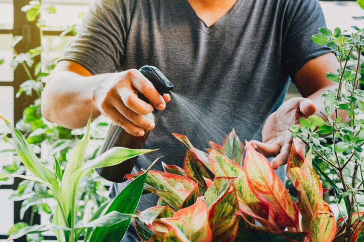 Com Adubo Foliar Orgânico: Revitalização Rápida e Natural - ideia