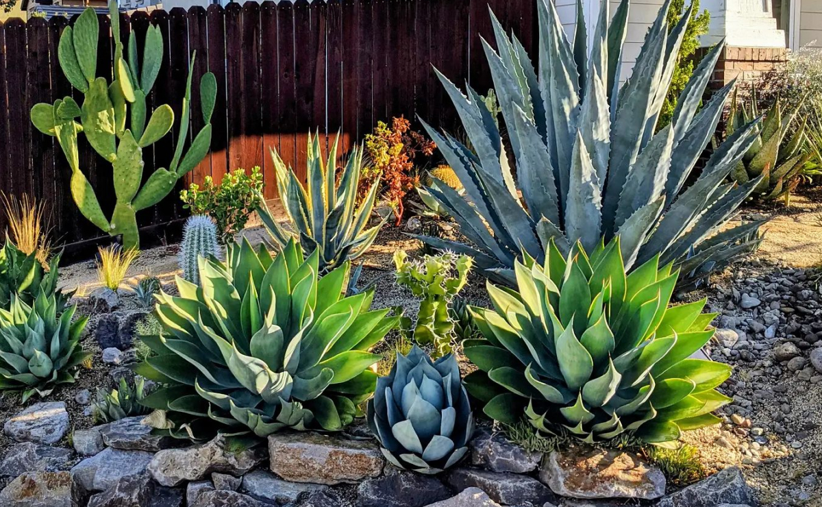 Cica Majestosa: Elegância Atemporal no Jardim - detalhe