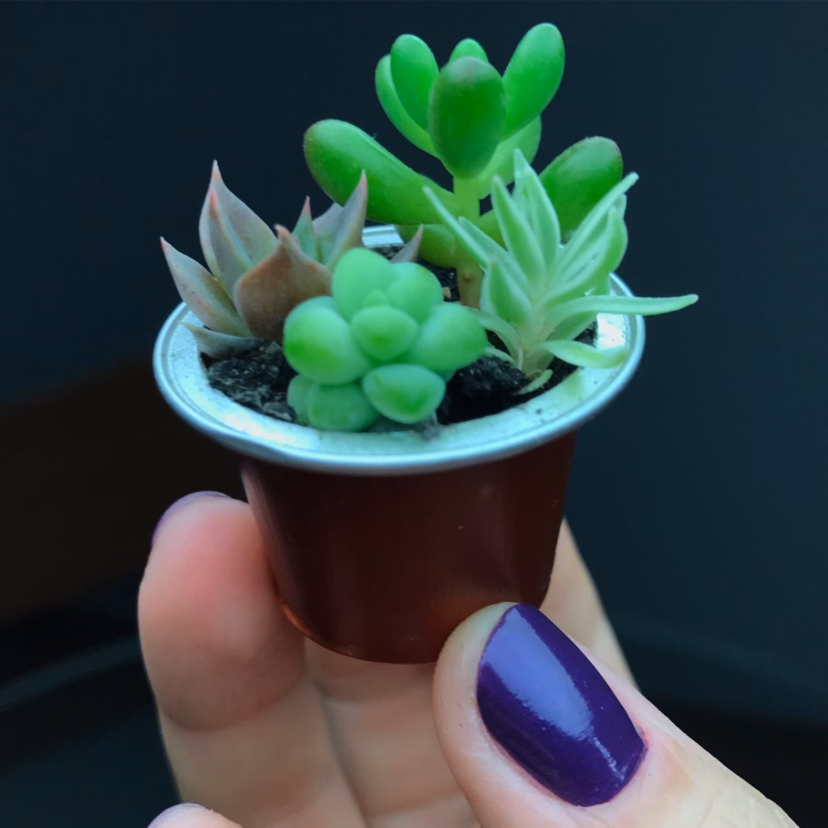 Mini Vasos em Cápsulas de Café: Sustentabilidade com Estilo - ideia